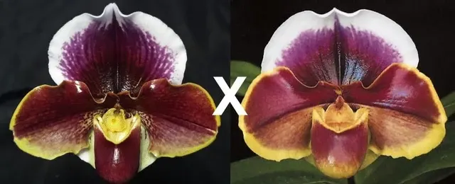 Paphiopedilum Wend Valley X Amanda AM/RHS 'Valentine' (Paphiopedilum)
