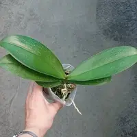 Phalaenopsis TLH Gold Princess '515' 2.5" Fragrant