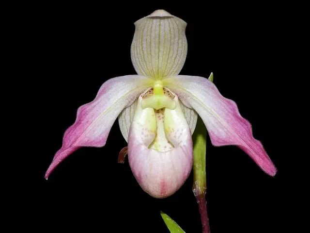 Phragmipedium Little Duck (Phragmipedium)
