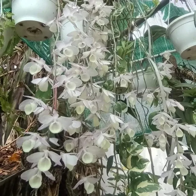 Dendrobium aphyllum Alba (Dendrobium)