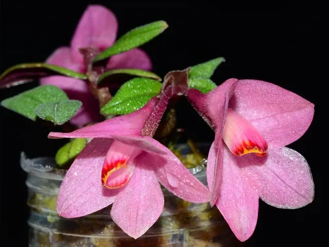 Dendrobium Aussie's Hi-Lo F. Pink (Dendrobium)