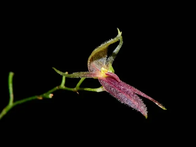 Platystele ingridiana (Platystele)