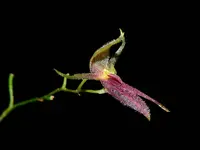 Platystele ingridiana