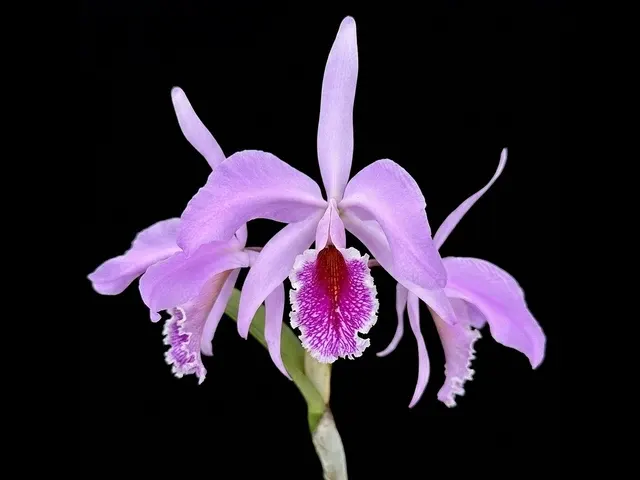 Cattleya Percimax (Cattleya)