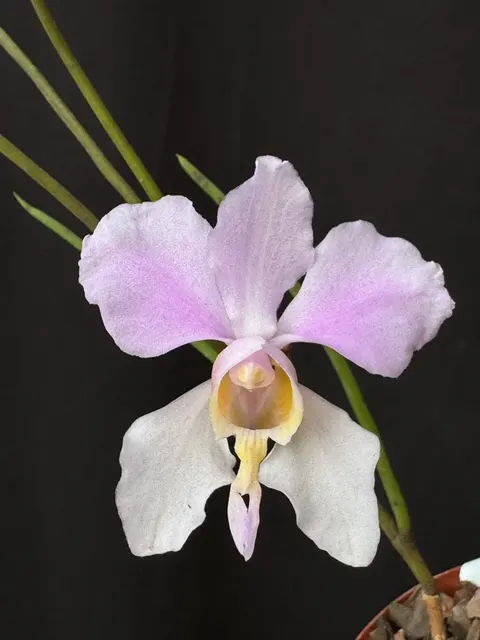 Papilionanthe Mundyi (Papilionanthe)