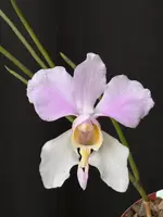 Papilionanthe Mundyi