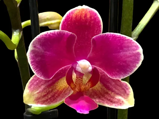 Phalaenopsis I-Hsin Colorful Runner