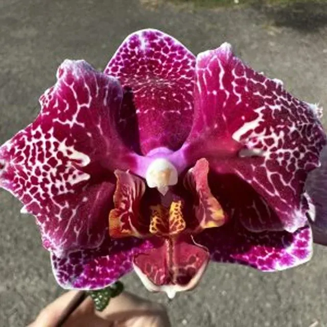 Phalaenopsis Beautiful Lace
