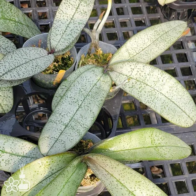 Phalaenopsis schilleriana 'Silver'