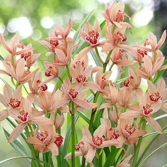 Cymbidium XiangLan Lady Express (Cymbidium)