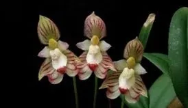 Bulbophyllum ambrosia (Bulbophyllum)