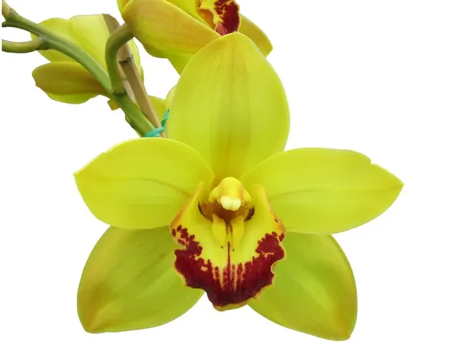 Cymbidium Valley Legend Gee Whizz (Cymbidium)