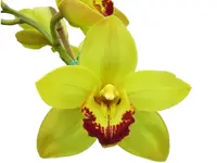 Cymbidium Valley Legend Gee Whizz (medium)