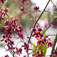 Oncidium Jairak Fragrance ‘Chocolate’ – orhidee parfumata cu note intense de ciocolata