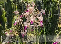 Paraphadenia Juraj Kojs 'Note: Mounted ' (Seidenfadenia mitrata x Paraphalaenopsis labukensis )