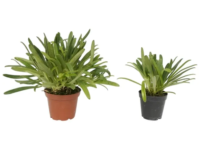 Masdevallia herradurae f xanthina (Masdevallia)
