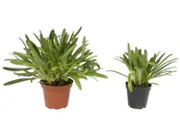 Masdevallia herradurae f. xanthina (Big)