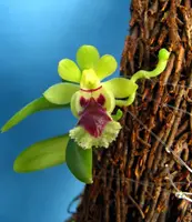Haraella retrocalla