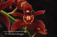 Cymbidium Pywacket 'Heatherich Hills' – Cascading, Fragrant, Holiday Bloomer