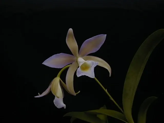 Epicattleya Lipolani Blue