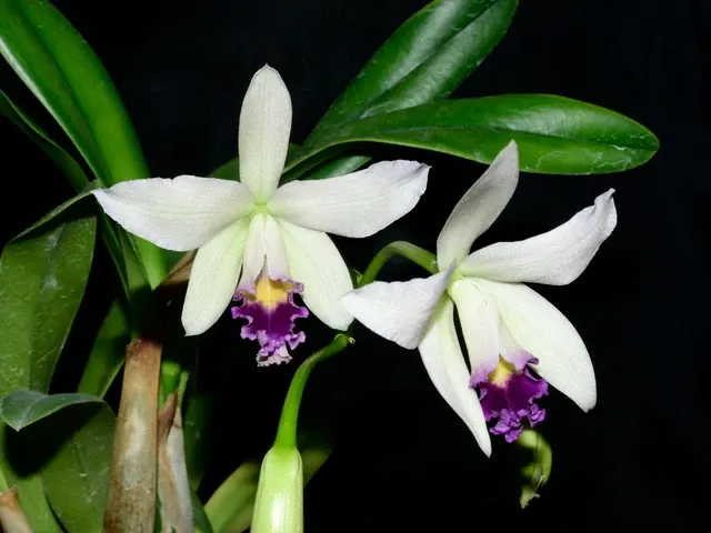 Cattleya caulescens f coerulea