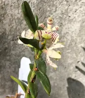Trichoglottis pusilla