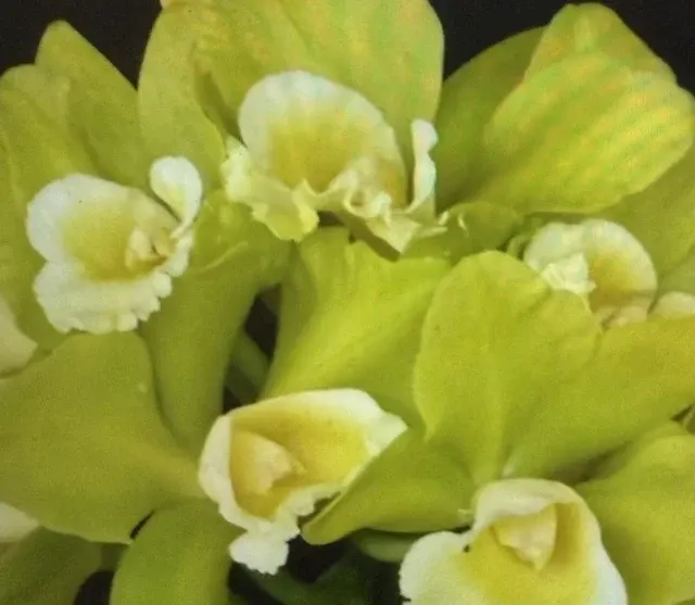 Brassolaeliocattleya Hawaiian Passion 'Carmela' (Brassolaeliocattleya)