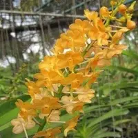 Aerides Quinquevulnera X Ascocentrum Miniatum