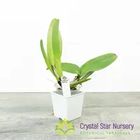 Cattleya Dowiana f. Aurea 'Hsinying' x self (C2223)