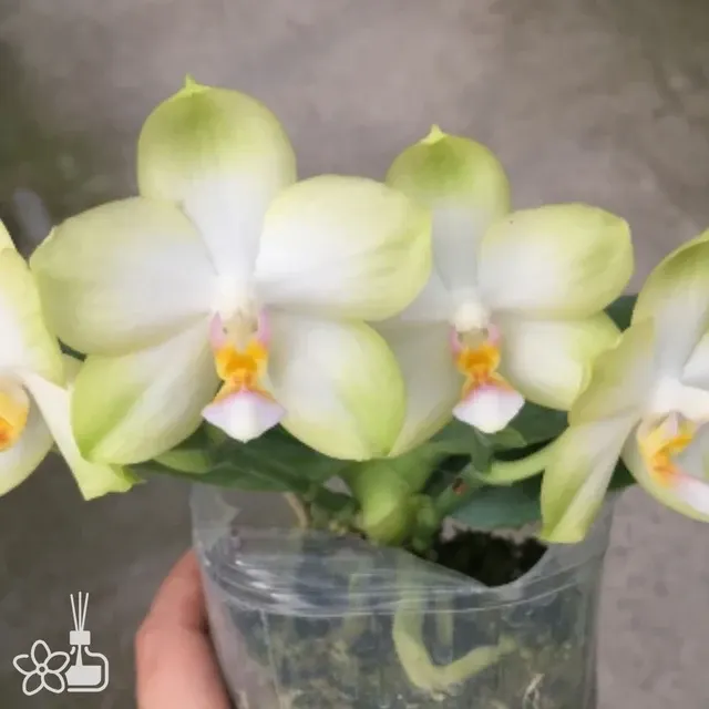Phalaenopsis Sweet Memory Alba