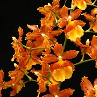 Odcdm. Catatante 'Sun King' Hybrid orchid — Not Currently In Bloom or Spike