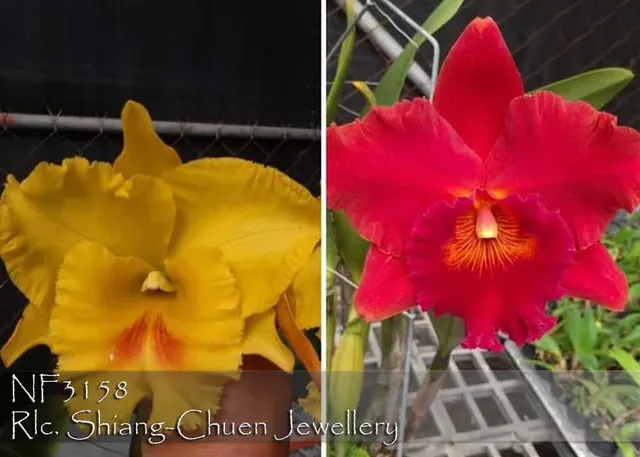 Rhyncholaeliocattleya Shiang-Chuen Jewellery 'Note: Robust Un-bloom Seedlings.' (Rhyncholaeliocattleya)
