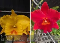Rlc. Shiang-Chuen Jewellery 'Note: Robust un-bloom seedlings. ' (Haadyai Delight x Duh's Fantasy 'Mellow' FCC/AOS)