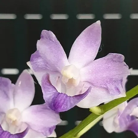 Phalaenopsis pulcherrima var. coerulea (Phalaenopsis)