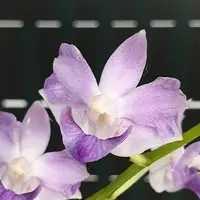 Phalaenopsis pulcherrima var. coerulea splash 2.5"