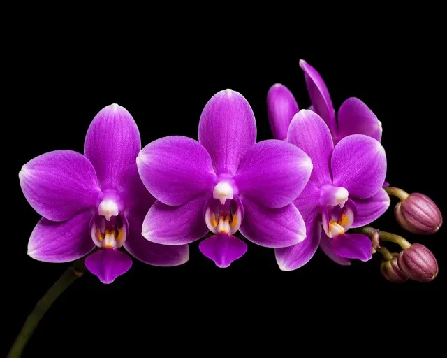 Phalaenopsis tetraspis 'Purple Gem' (Phalaenopsis)