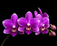 Phalaenopsis tetraspis ‘Purple Gem’ – Rare Miniature Orchid with Purple Blooms