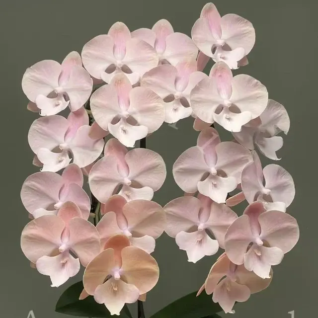 Phalaenopsis Sweet Macaron
