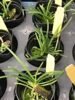 Holcoglossum flavescens