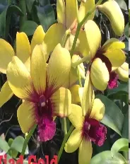 Dendrobium Jiad Gold