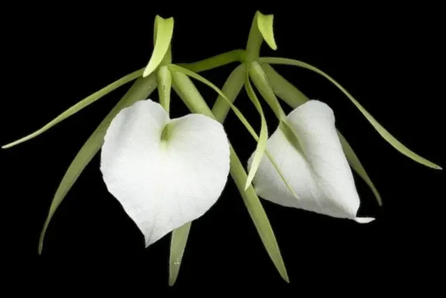 Brassavola nodosa 4N x sib 4N