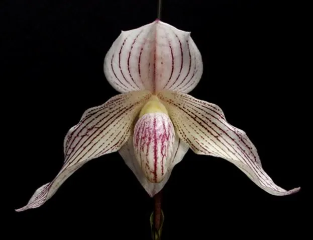Paphiopedilum Eclair Blanc (Paphiopedilum)