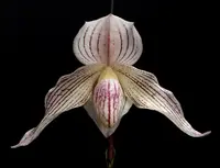 Paphiopedilum Eclair Blanc (niveum ‘M.C. #A’ x Lady Isabel ‘2136’)