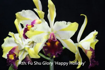 Rhyncattleanthe Fu Shu Glory 'Happy Holiday' (Rhyncattleanthe)