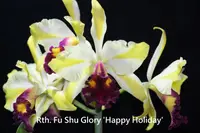 Rth. Fu Shu Glory 'Happy Holiday' (Yellow Splash) (M495) (Hybrid) Rth.=Rhyncattleanthe