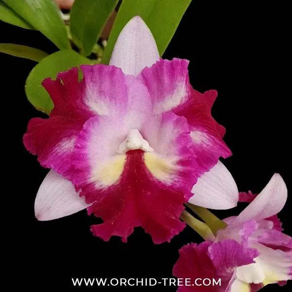 Laeliocattleya Pink Pleat (Laeliocattleya)