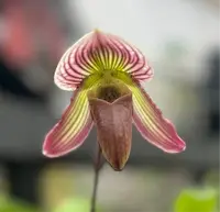Paph. QF Kalipa (Vexillarium x fairrieanum) - 4" Pots