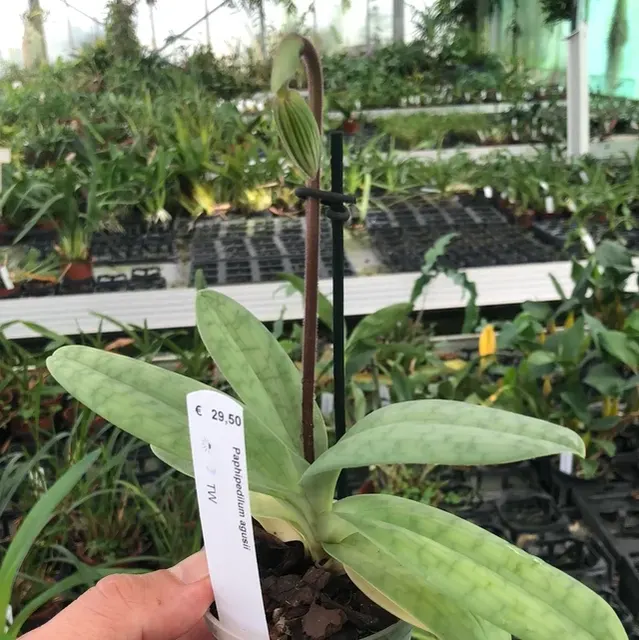 Paphiopedilum agusii (Paphiopedilum)