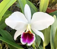 C. percivaliana semi-alba 'Carache' x self (C2243) (Cattleya - - percivaliana ) SS