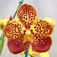 Vanda Suksamran Gold x Warut Leopard